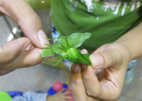 蚱蜢 預兆|【蚱蜢預兆】遇到蚱蜢預兆！家中突襲出現，竟有這層含意！ – 潘。